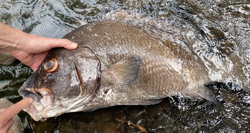 Bigscale sweetlips (Plectorhinchus macrolepis) — Haemulidae — 5