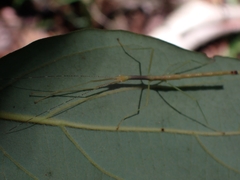 Candovia strumosa