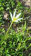 Zephyranthes candida