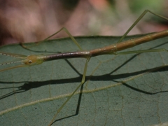Candovia strumosa