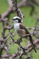 Eurocephalus ruppelli