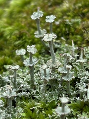 Cladonia rappii
