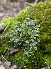 Cladonia rappii
