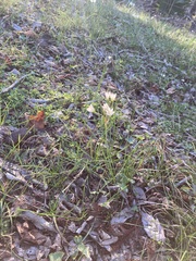 Nothoscordum bivalve