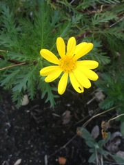 Euryops chrysanthemoides