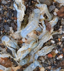 Gilvossius tyrrhenus