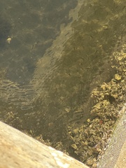 Mayaheros urophthalmus