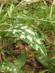 Pulmonaria longifolia