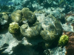 Pseudodiploria strigosa