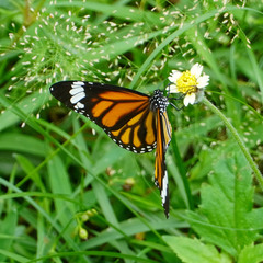 Danaus genutia