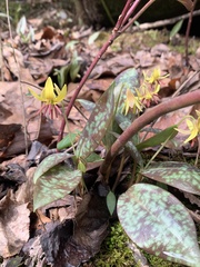 Erythronium umbilicatum