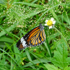 Danaus genutia