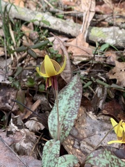 Erythronium umbilicatum