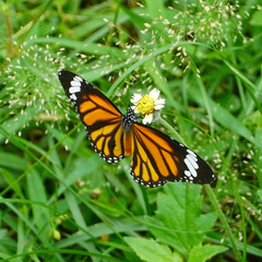 Danaus genutia