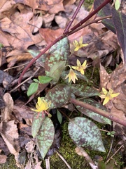 Erythronium umbilicatum