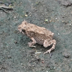 Duttaphrynus melanostictus