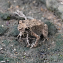 Duttaphrynus melanostictus