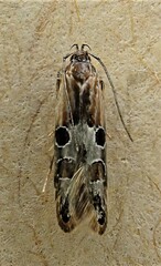 Circoxena ditrocha