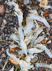 Gilvossius tyrrhenus