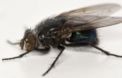 Calliphora terraenovae