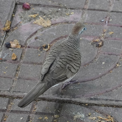 Geopelia striata