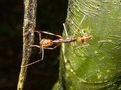 Lycoderes