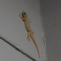 Hemidactylus platyurus