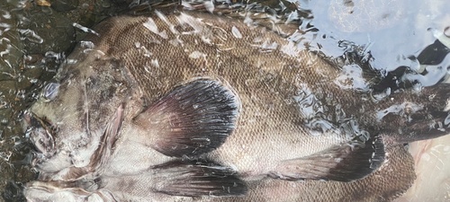 Photo of Bigscale grunt (Plectorhinchus macrolepis)