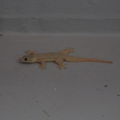 Hemidactylus platyurus