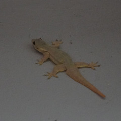 Hemidactylus platyurus
