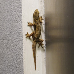 Hemidactylus platyurus