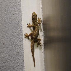 Hemidactylus platyurus