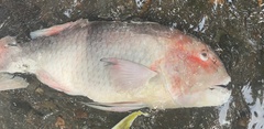 Bodianus speciosus