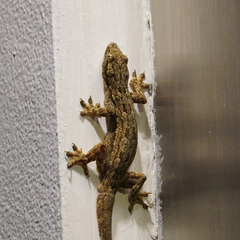 Hemidactylus platyurus