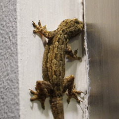 Hemidactylus platyurus