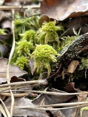 Sphagnum recurvum