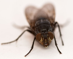 Calliphora terraenovae