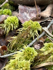 Sphagnum recurvum