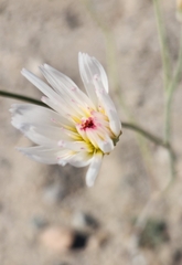 Atrichoseris platyphylla