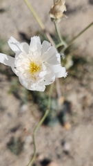 Atrichoseris platyphylla