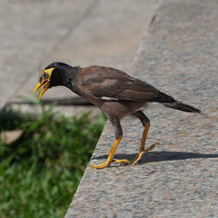 Acridotheres tristis