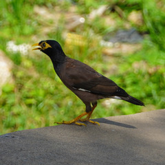 Acridotheres tristis