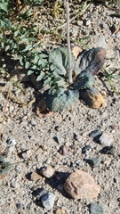 Atrichoseris platyphylla