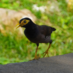 Acridotheres tristis