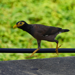 Acridotheres tristis