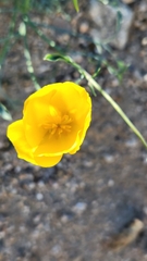 Eschscholzia papastillii