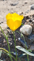 Eschscholzia papastillii