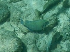 Acanthurus chirurgus