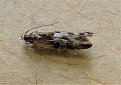 Circoxena ditrocha