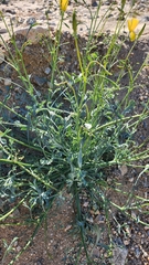 Eschscholzia papastillii
